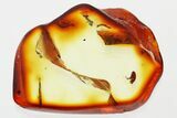 Detailed Fossil False Flower Beetle (Anaspidinae) in Baltic Amber #367407-1